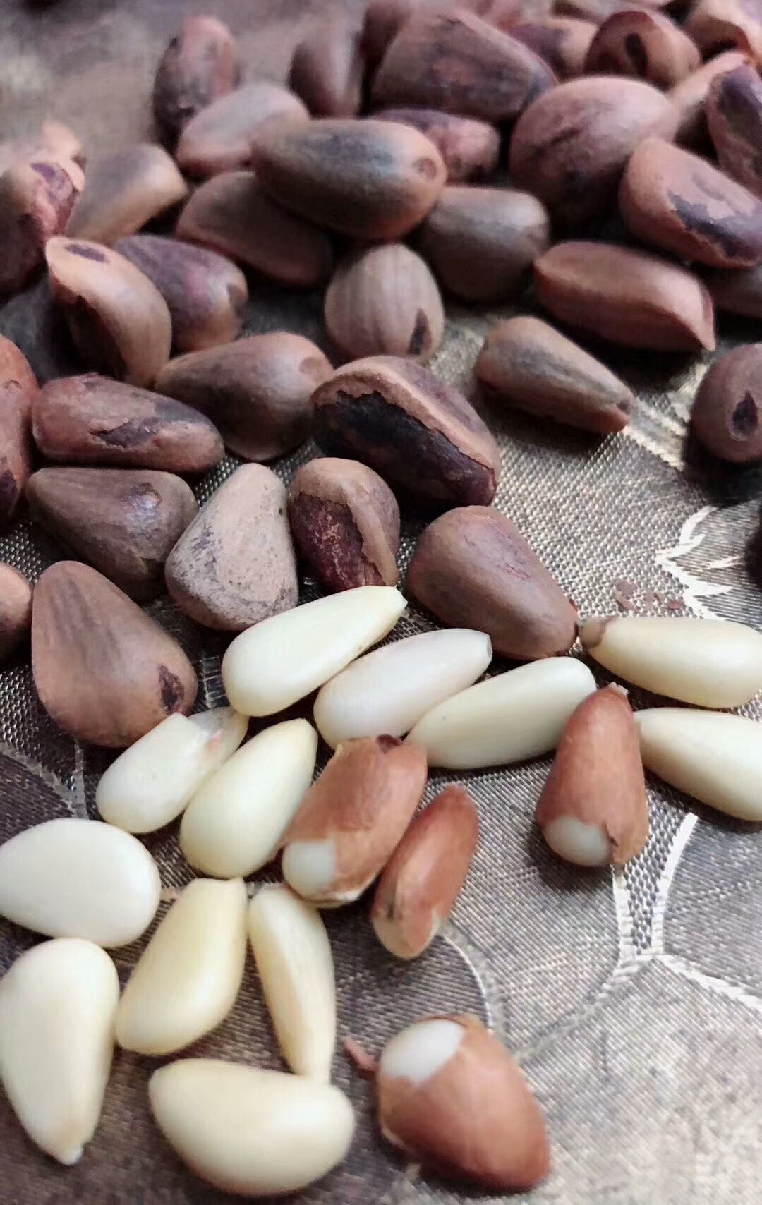 红松子的用途,红松子采集原因