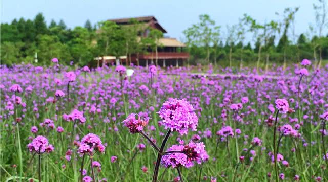 上海自然风光景区推荐,上海知名景点推荐最佳旅游攻略