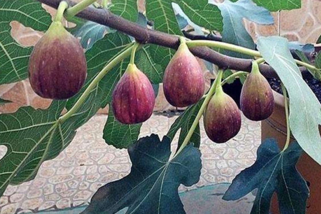 无花果挂果后掉果,无花果第一茬落果严重