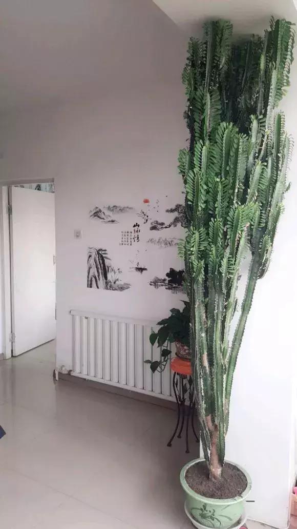 别人扔了的龙骨花捡回来好不好,别人丢掉的发财树能捡回来种吗