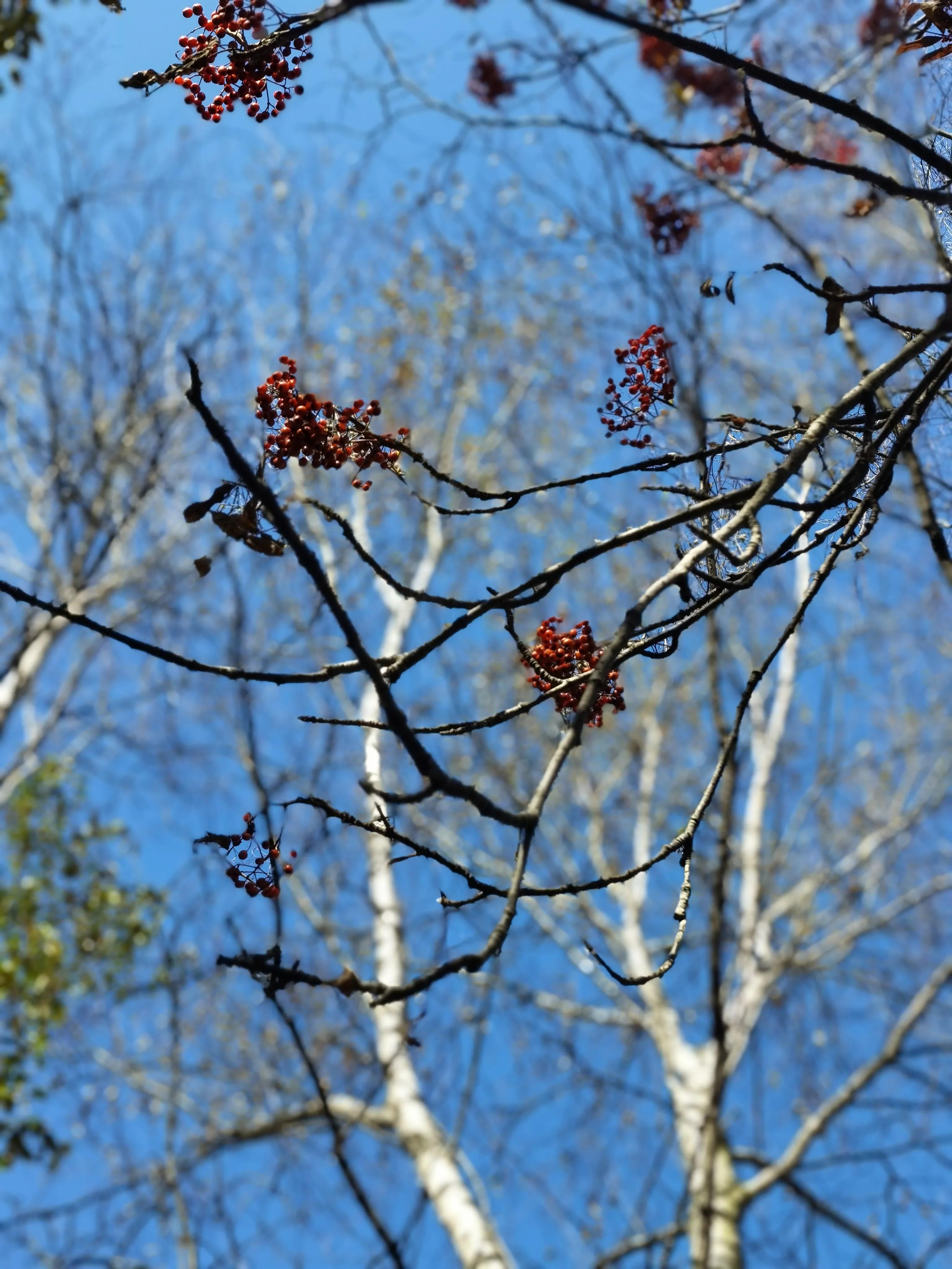 都知夏日驼梁美，秋季呢？阜平花塔村进山带您领略最美的秋日驼梁