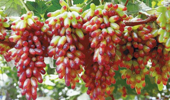 初夏时节果飘香采摘尝鲜正当时,红提采摘园