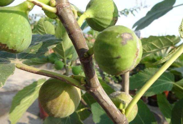 无花果常见病害识别与防治,无花果容易得什么病虫害