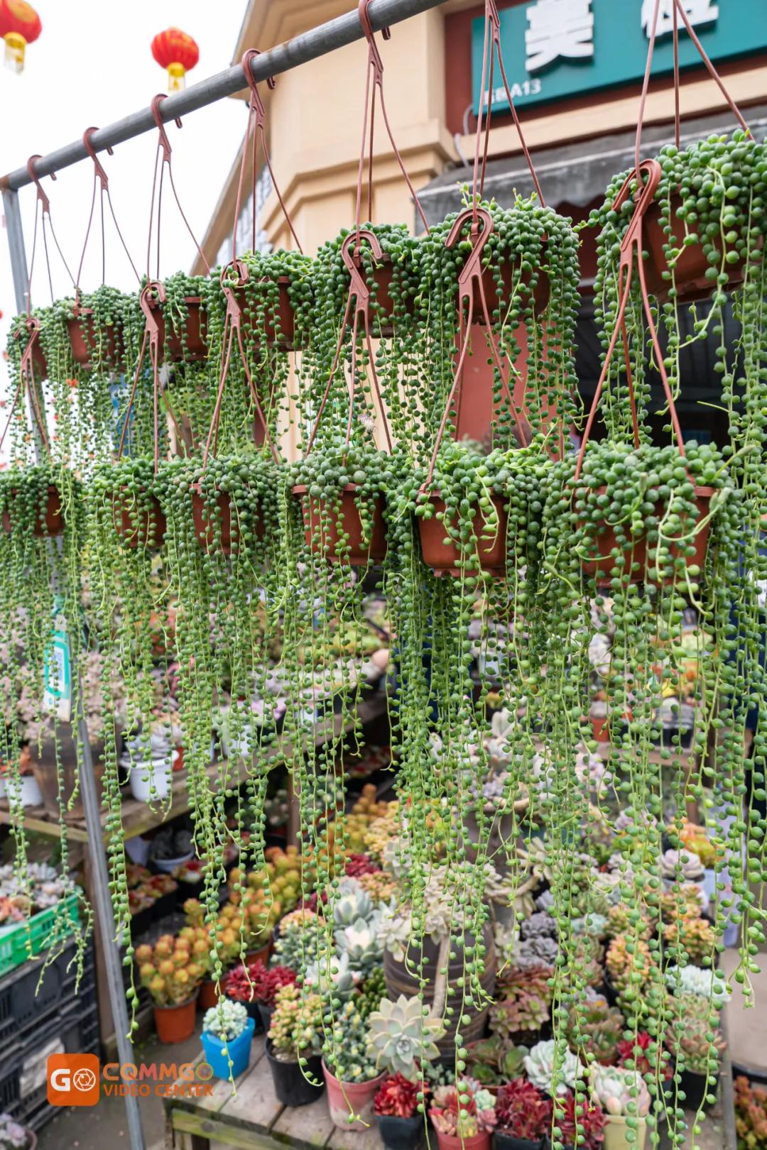 重庆最大的花市在哪里,重庆花市排名前十名