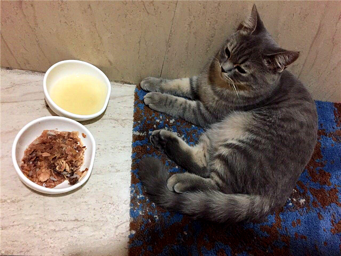 30条新手养猫注意事项铲屎官必看,养猫一定要牢记七不要对猫咪有益