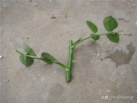 月季扦插长出愈伤组织后多久生根,如何判断月季是根瘤还是愈合组织