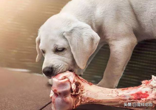 辟谣狗狗每年不需要打预防针,辟谣狗不能吃的东西