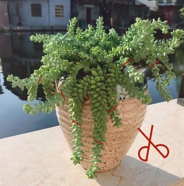 没躲过夏季多肉陡长，学习大神这样做，养成绝美老桩
