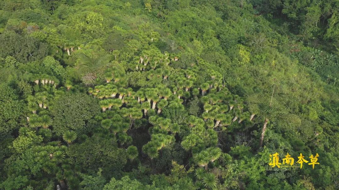 边睡觉边治疗、深山里的龙血树、形态各异的石斛，在这种独特的傣医药文化里还有更多的秘密