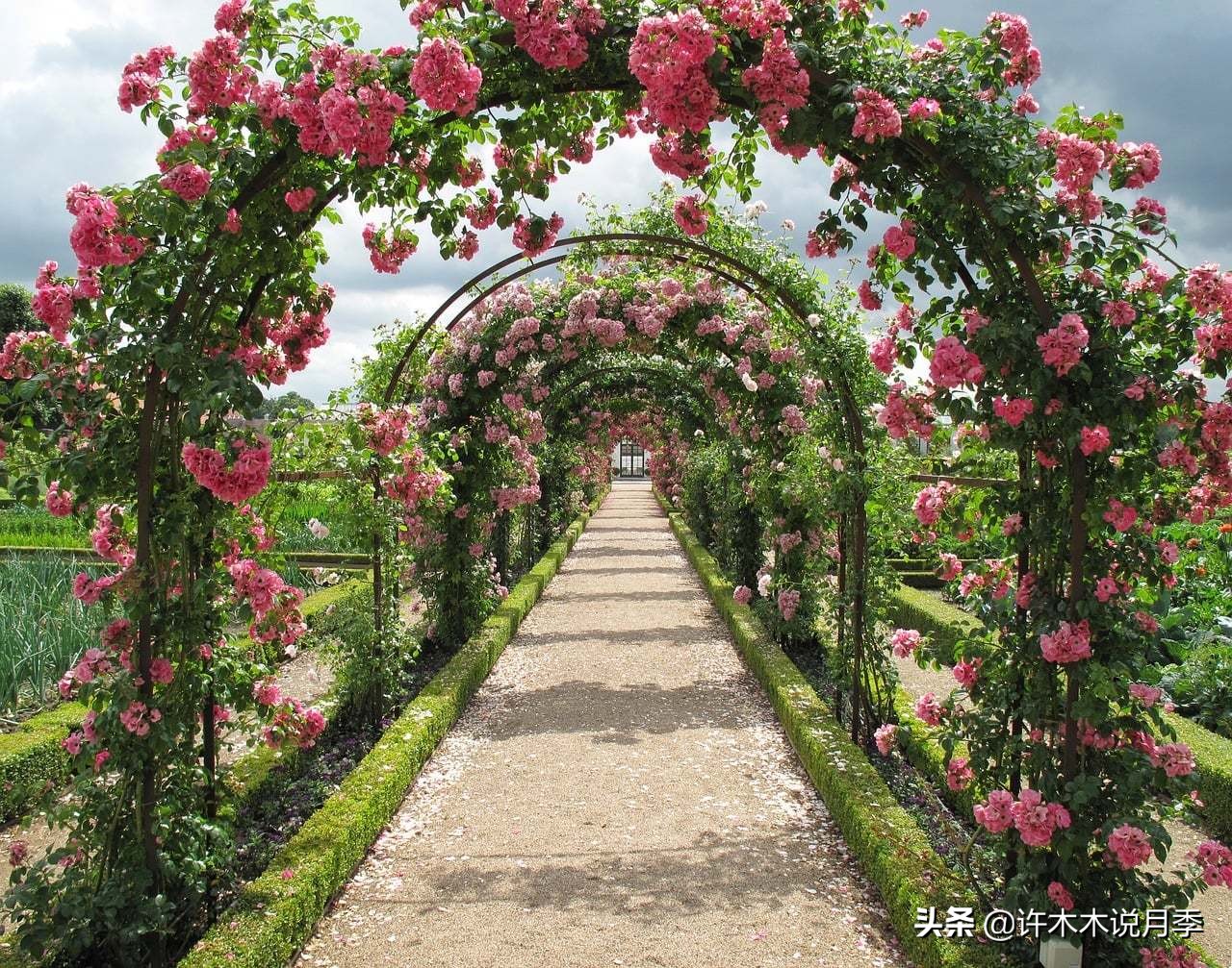 月季为什么黄叶带斑,月季浇水过多黄叶如何挽救