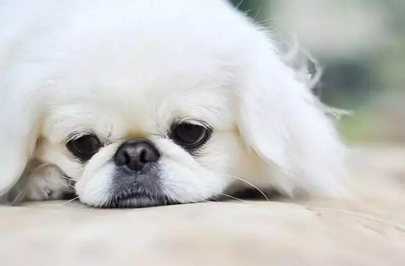 京巴网红狗,京巴犬网红