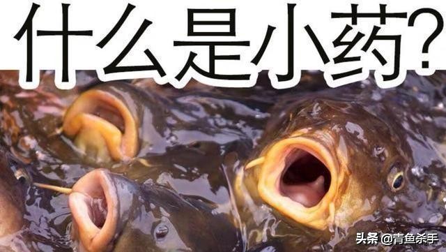 揭秘钓鱼小药的味型,钓鱼小药使用基础知识有哪些内容