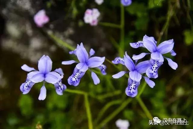 探秘汉中,汉中一村子窜入野生羚牛