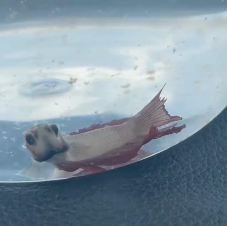 外国女子救下崩溃男子,外国女生救斗鱼