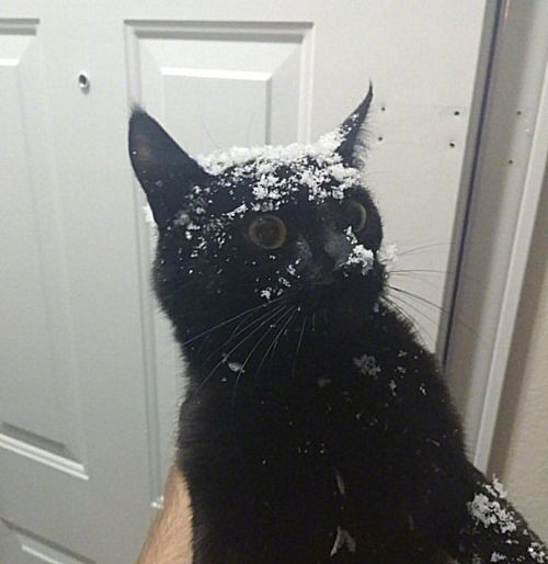 金毛总喜欢出去咋办,金毛老是外出