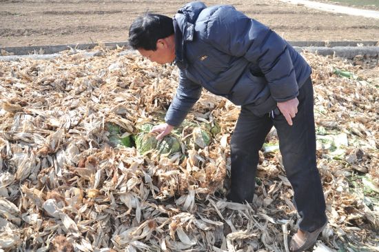 颗粒饲料喂羊注意什么,常见的六种喂羊饲料使用方法