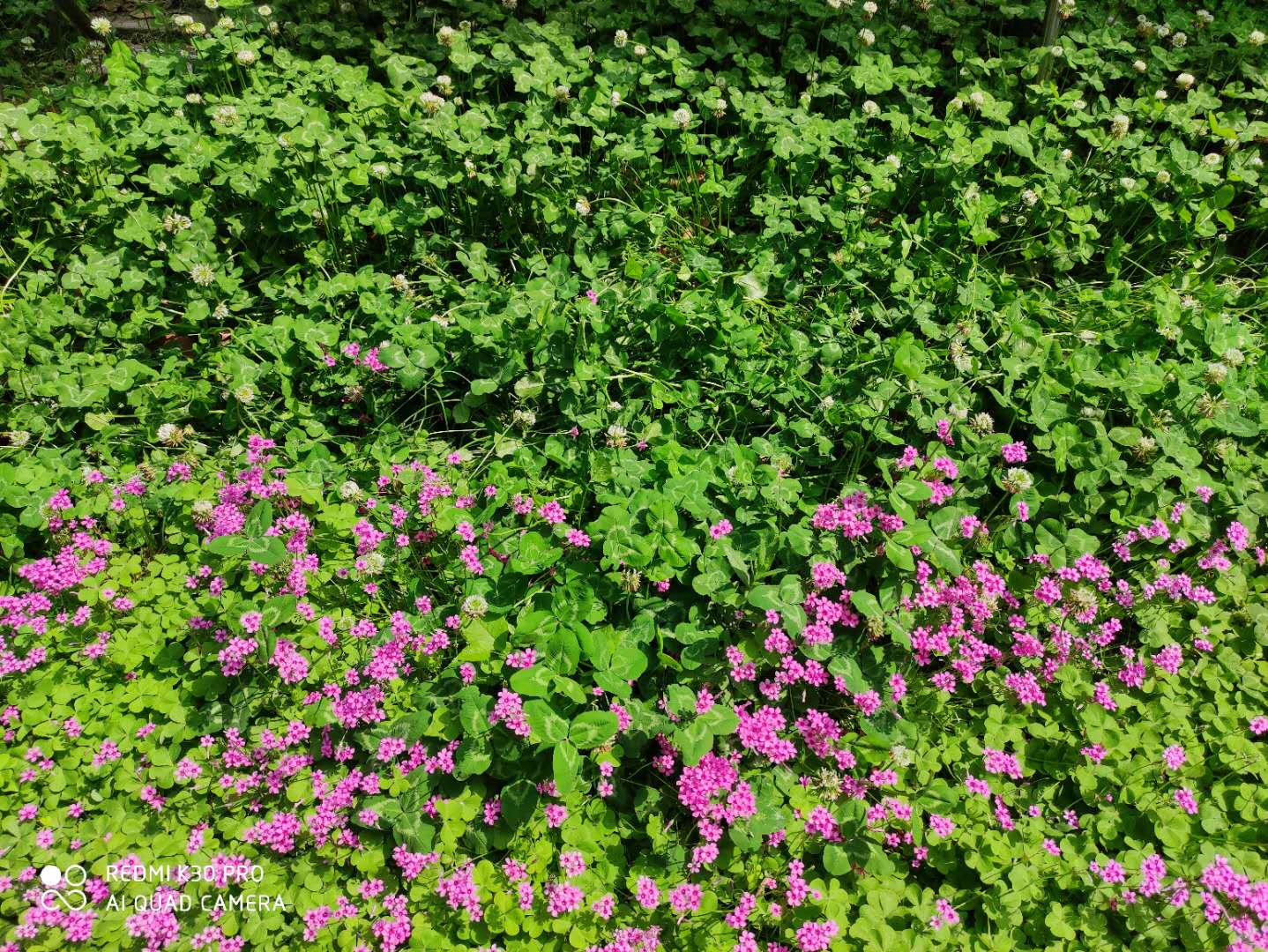 红花酢浆草与三叶草是一个品种吗,红花酢浆草和三叶草是不是一样的