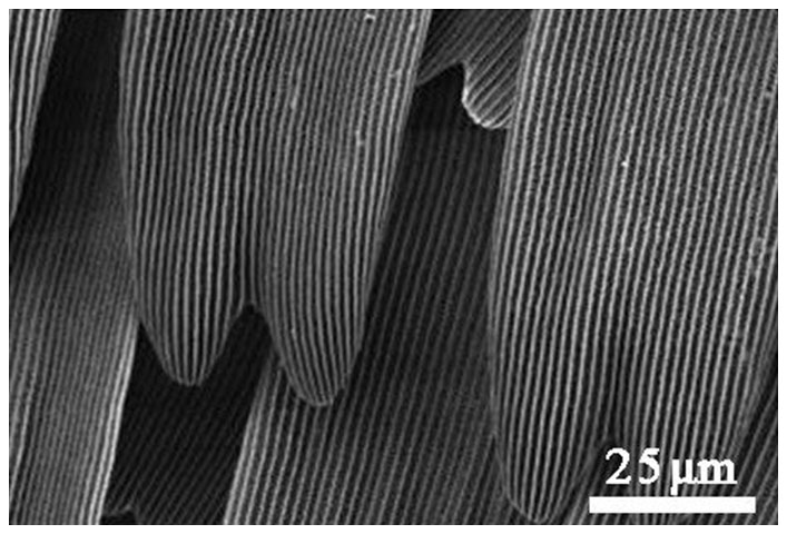 荷叶效应视频大全,荷叶效应原理运用在哪些方面