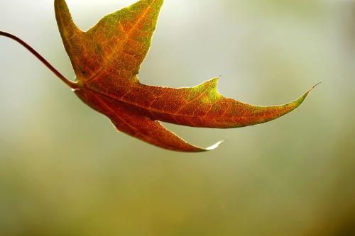 [秋叶之赋]秋日落叶漫漫，落叶归根，然而落叶有顽强的生命力