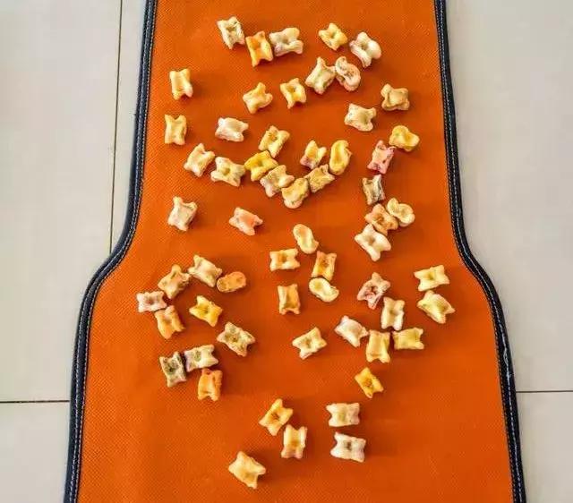 在内蒙古家里没几匹马和骆驼都不能愉快地玩耍了！