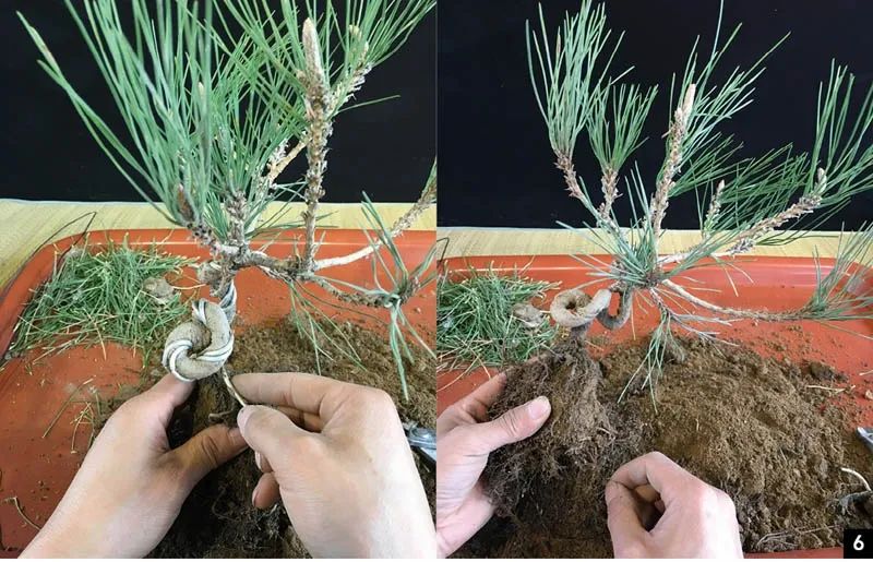 黑松苗临水式造型 (临水黑松苗)