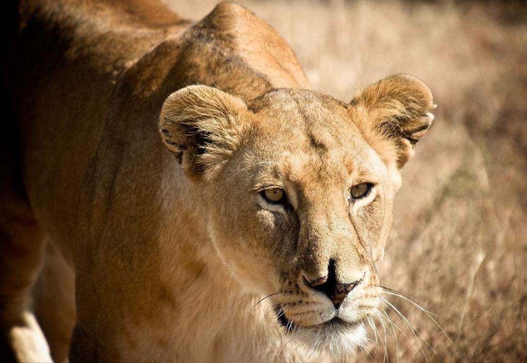 豹子跟狮子谁更厉害,豹子如果和狮子一样大谁厉害