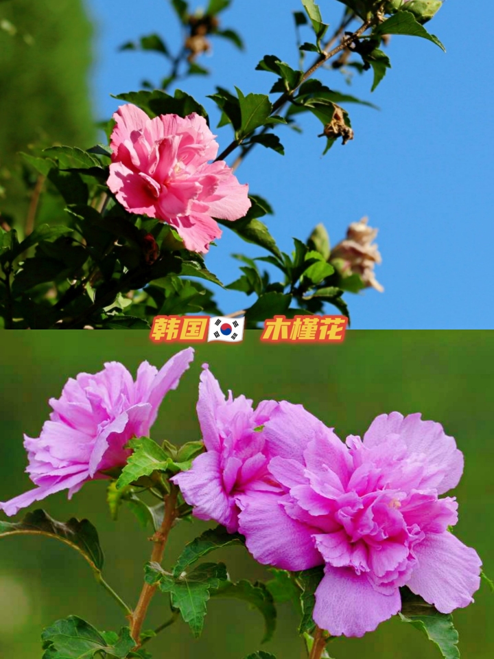 世界各国国花大全图片及名称,世界各国国花大全及图片