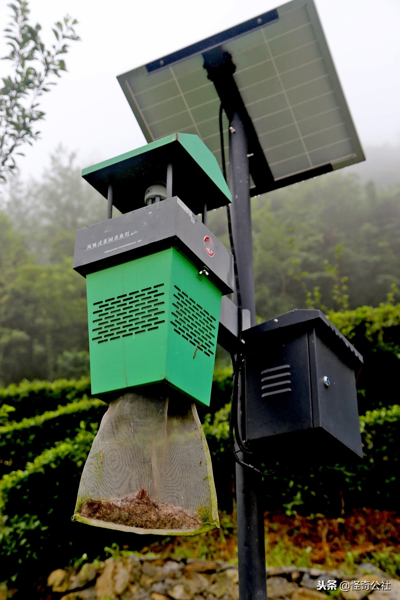 五盖山云雾贡茶历史渊源,高山云雾茶五指山红茶特点