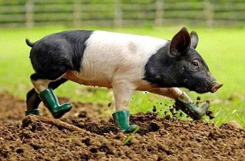 100个能笑死人的笑话搞笑幽默图文,整蛊搞笑盘点笑到肚子疼开心一刻