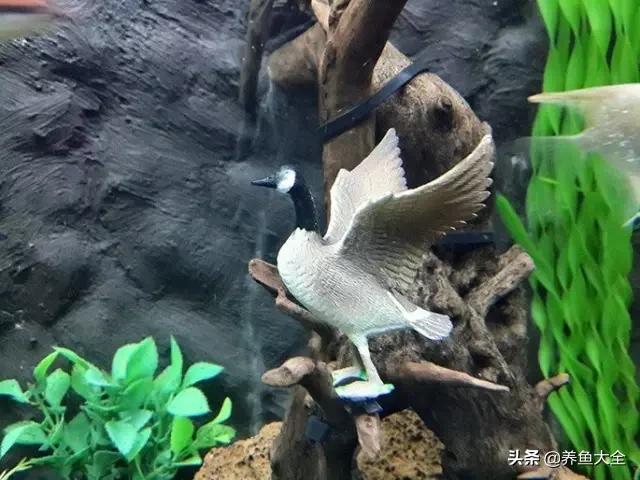 电视柜养鱼,电视柜旁边养鱼好不好