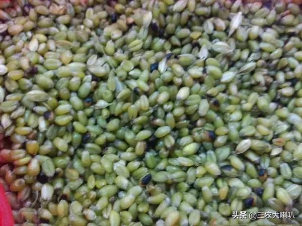 没这样吃过小麦,还好意思说你是农村人?烤麦,满满的回忆!