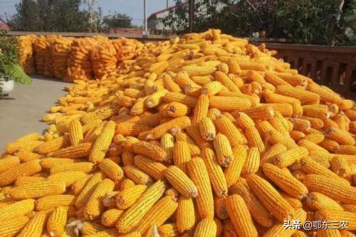 在农村养猪赚钱还是养羊赚钱,养殖猪和羊哪个赚钱多些