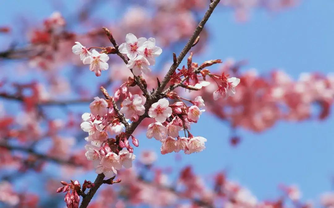 中国的国花是哪一种,中国的国花是什么时间定的