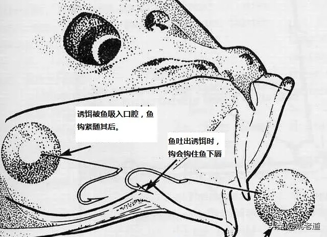 欧鲤远投钓法视频教程,欧鲤钓法适合什么水域