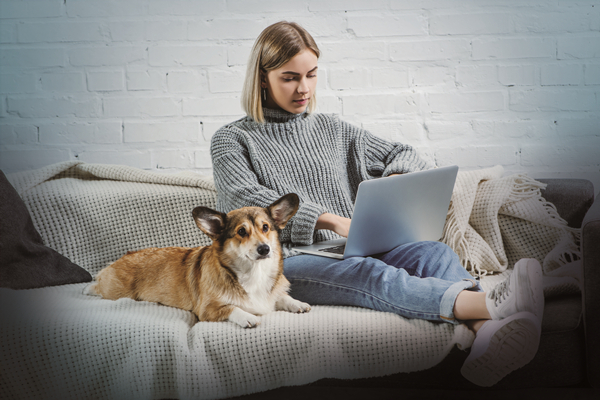 翡冷翠狗粮优缺点,哪些品牌狗粮适合拉布拉多