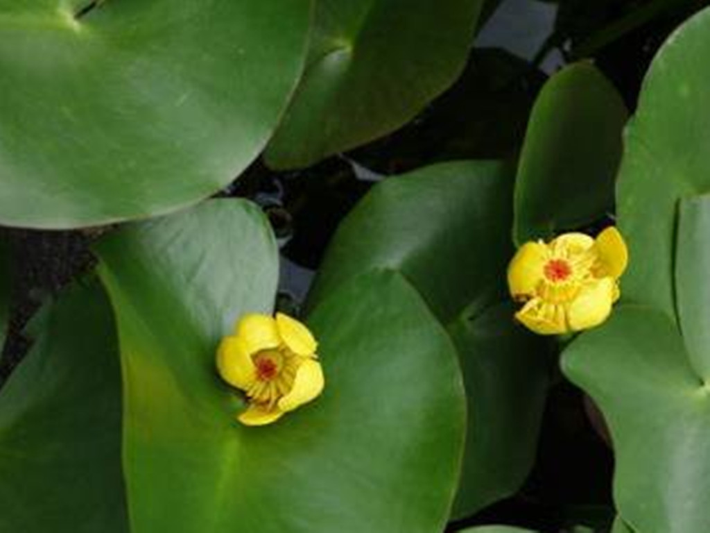 四季水培睡莲荷花盆栽的种植方法,荷花睡莲花色鲜艳非常好养