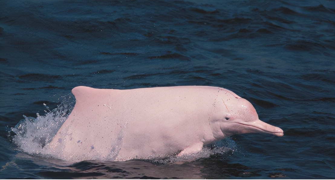 十大稀有美人鱼,中国十大不明生物美人鱼