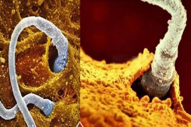 胎儿的生命历程,胎儿发育全程高清拍摄