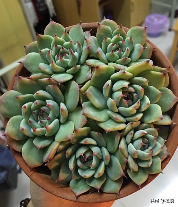 吉娃娃怎么上色,吉娃娃黑白的好还是黑黄的好