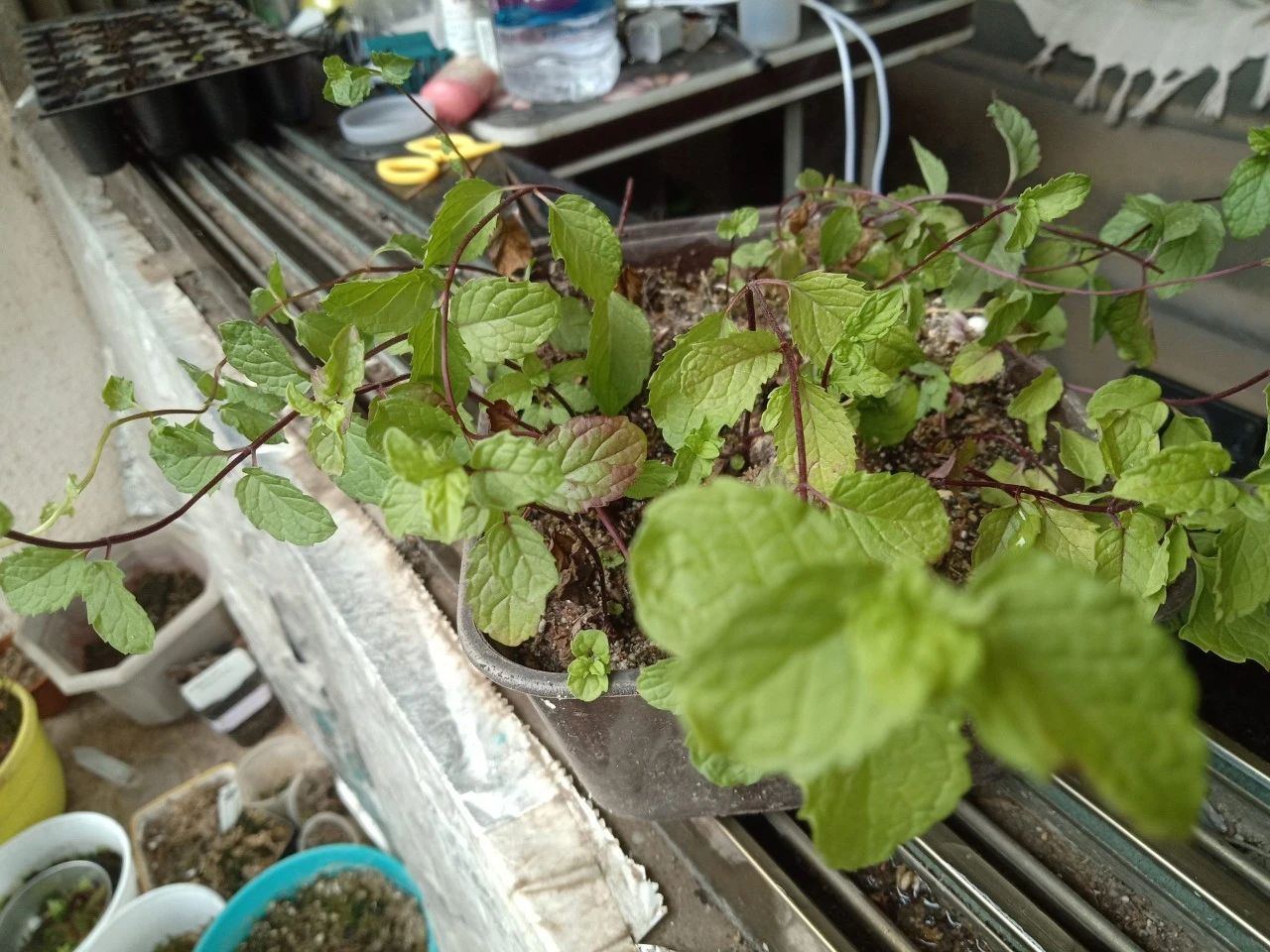 薄荷枝条扦插培养8天后得出结论,薄荷怎么繁殖水培