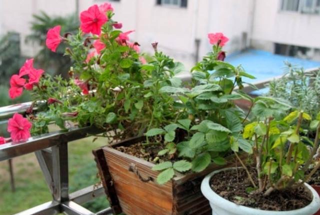 花盆里生虫子用什么药可治,花盆里生蚯蚓什么预兆