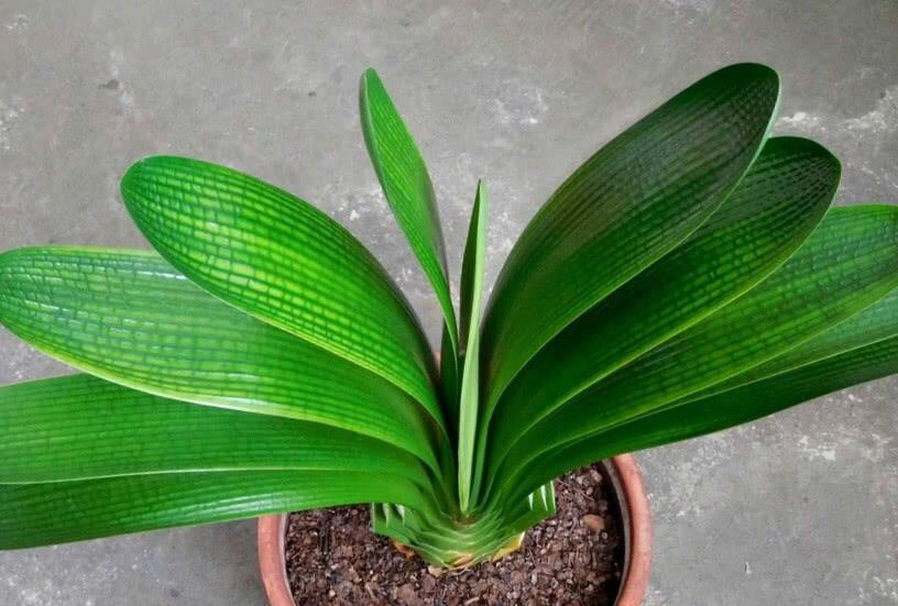 君子兰长得慢怎么办,君子兰长得慢怎么治