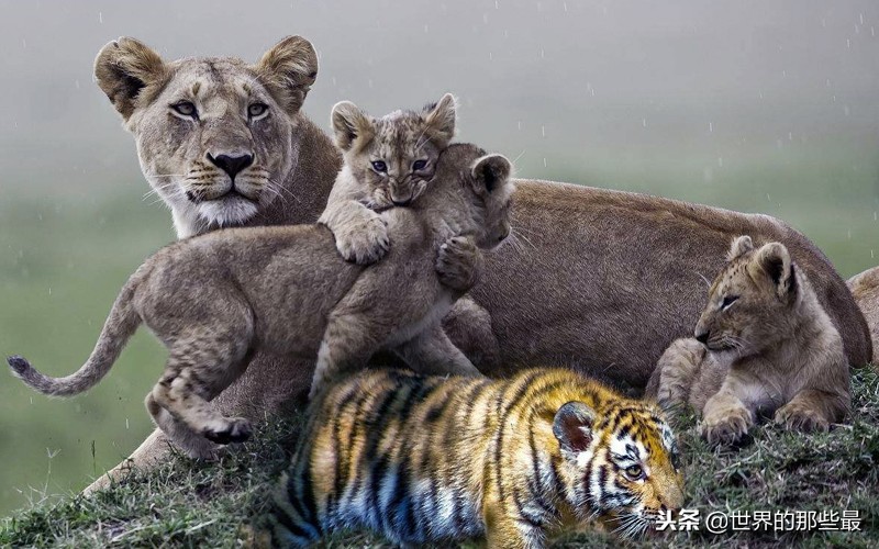 老虎和狮子能繁育下一代吗,小老虎能融入狮群吗