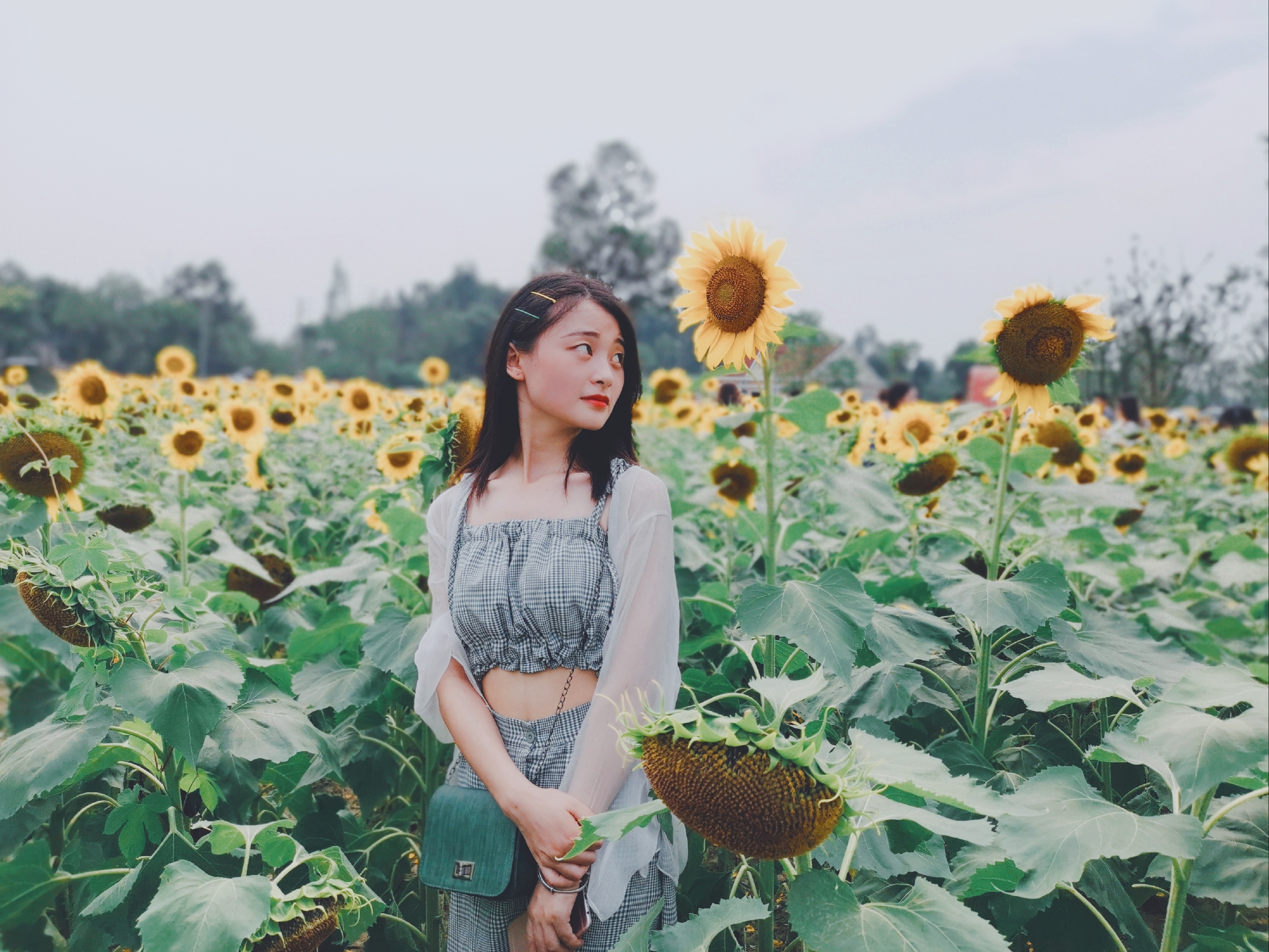 向日葵花海成都8月,成都向日葵花海几月有花