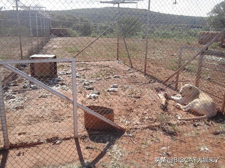 南非养狮业历史 (养狮子9年后重返非洲)