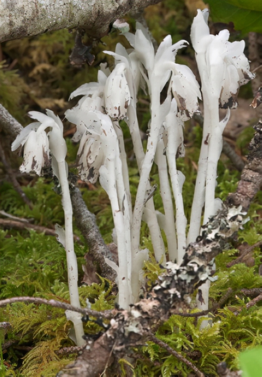 罕见柳州惊现神奇冥界之花水晶兰,珍稀罕见幽灵之花水晶兰现身重庆