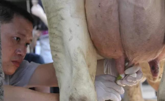 母牛乳房炎用什么药效果最好?母牛乳房炎怎么治好得快?本文详解