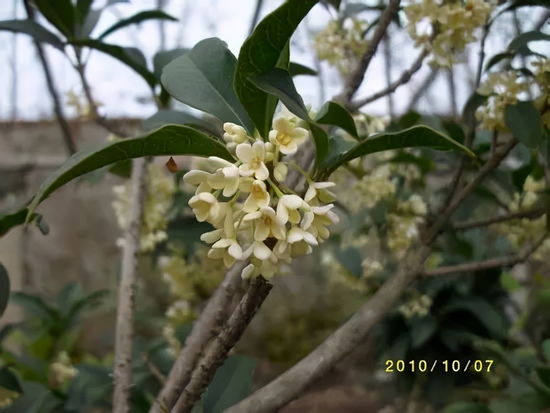 桂花发了好多新芽,桂花品种对比一览表