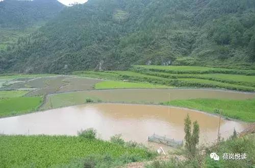 荷岚悦读原创文学作品,荷岚悦读完整版视频