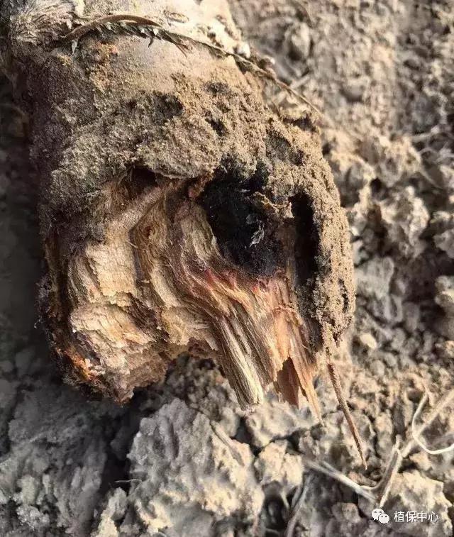 几种果树根部病害的症状识别与防治